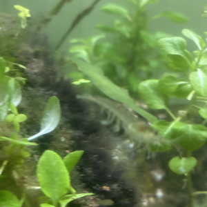 Crevette transparente