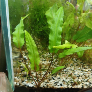Cryptocoryne