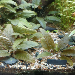 Cryptocoryne