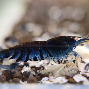 Caridina Tiger bleu OE juvéniles