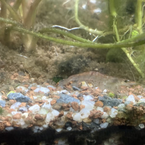 Crevette transparente