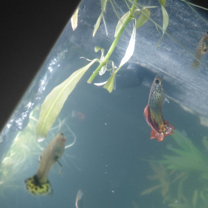 Recherche en don ou a petit prix