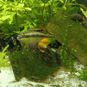 Pelmatos pelvicachromis pulcher