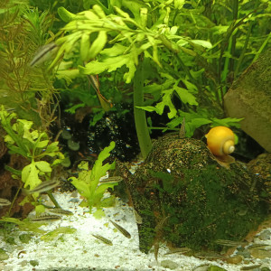 Pelmatos pelvicachromis pulcher