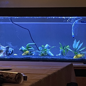 Bac juwel Rio 180 avec barre de led programmable