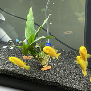 Mes poissons jaunes robustes et faciles