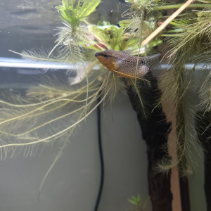 Échange gourami perlé femelle