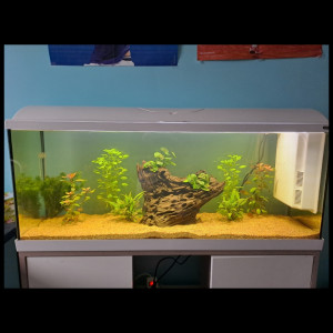 Aquarium zoolux iseo 100 litre tout équipé avec meuble