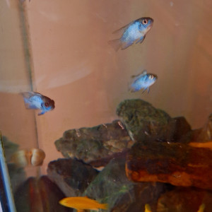 Acara bleu électrique