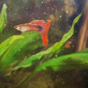 Lot de 20 guppys (au choix : mâles ou femelles)