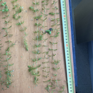 Ceratophylum submersum