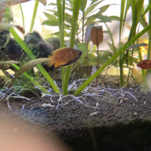 Gourami Chuna mâle