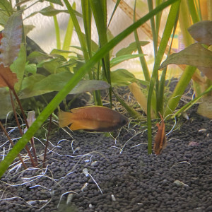 Gourami Chuna mâle