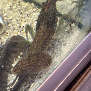 Écrevisse de. 5 mm à 5 cms jusqu9 cms