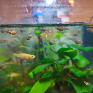 Donne femelles endler grise juvéniles