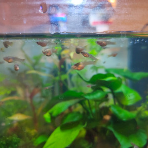 Donne femelles endler grise juvéniles