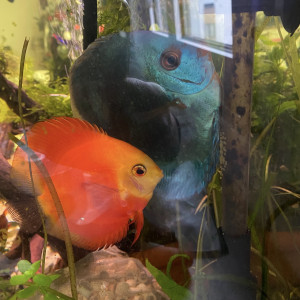 Disponibles à Andrésy (78 – Yvelines)