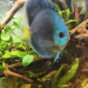 Disponibles à Andrésy (78 – Yvelines)