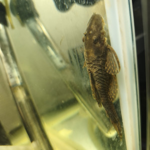 Disponibles à Andrésy (78 – Yvelines)