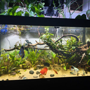 Disponibles à Andrésy (78 – Yvelines)