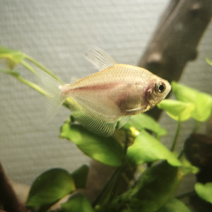 Disponibles à Andrésy (78 – Yvelines)