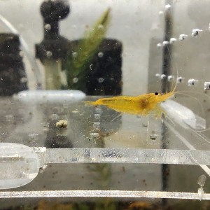 crevettes yellow king kong YKK caradina