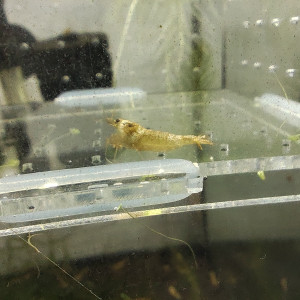 crevettes snow golden caradina