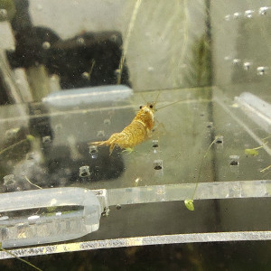 crevettes snow golden caradina