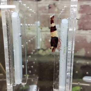 crevettes red wine caradina