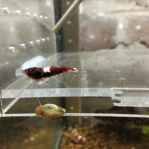 crevettes ruby caradina