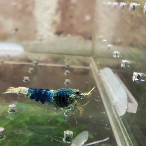 crevettes blue steel caradina