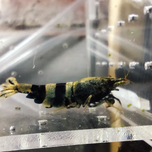 crevettes crazy blue caradina