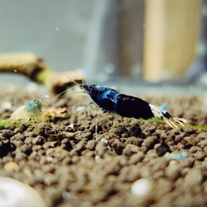 crevettes crazy blue caradina