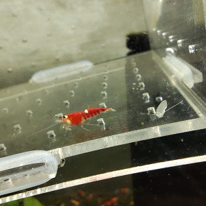 crevettes super crystal red one strip or two strip caradina