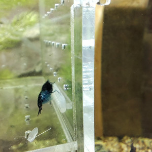 crevettes carbon rili neocaradina