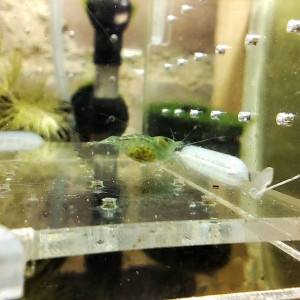 crevettes blue jelly neocaradina