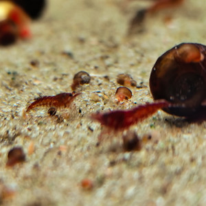 crevettes red cherry neocaradina