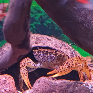 Donne 2 crabes panthère