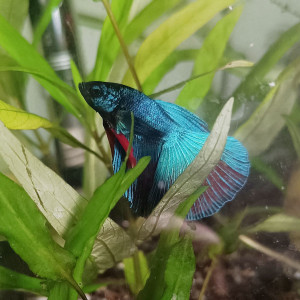 Betta super delta