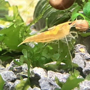 Néocaridina sakura orange