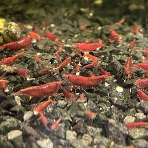 Neocaridina Bloody Mary