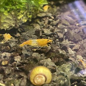 Neocaridina Rili Orange