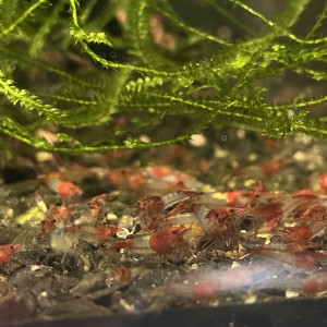 Neocaridina rili red