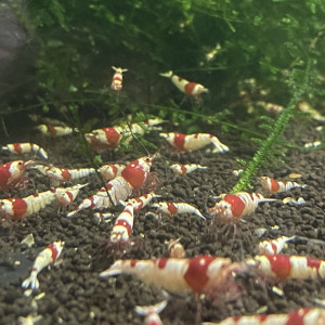 Caridina PRL Benibachi