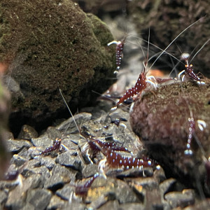 Caridina dennerli