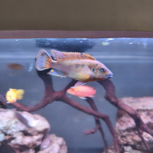 pseudotropheus Williamsi