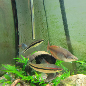 Don de 4 poissons urgent