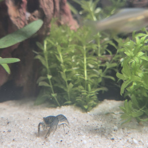 Ecrevisse Cambarellus-Diminutus