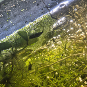 Crevettes Néocaridina