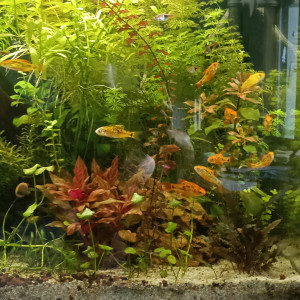 Donne 18 barbus de Schubert